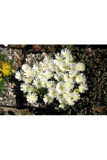 Делосперма Вайт Наггет 